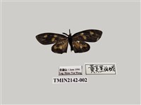 藏品(史氏狹翅螢斑蛾)的圖片